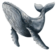 Ballena