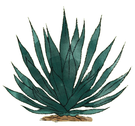 Agave