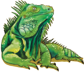 Iguana